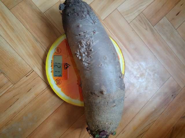 Фотография покупателя товара Семена Свекла «Генеральская», цилиндрическая, тёмно-красная, среднепоздняя, 2 г, «Уральский Дачник» - Фото 8