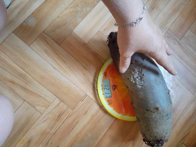 Фотография покупателя товара Семена Свекла «Генеральская», цилиндрическая, тёмно-красная, среднепоздняя, 2 г, «Уральский Дачник» - Фото 9