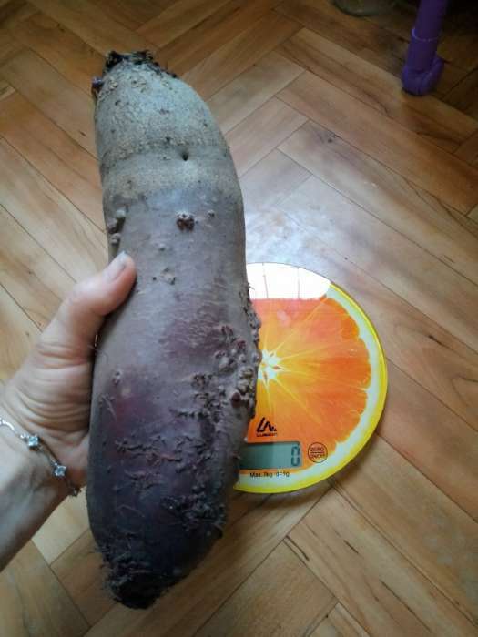 Фотография покупателя товара Семена Свекла «Генеральская», цилиндрическая, тёмно-красная, среднепоздняя, 2 г, «Уральский Дачник» - Фото 10