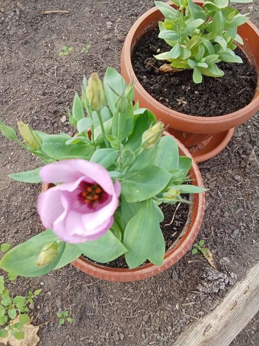 Фотография покупателя товара Семена цветов Эустома "Сапфир" Пинк Рим, О, ц/п, 5 шт. - Фото 6