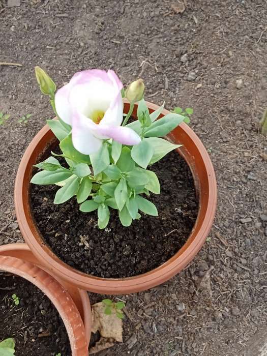 Фотография покупателя товара Семена цветов Эустома "Сапфир" Пинк Рим, О, ц/п, 5 шт. - Фото 7