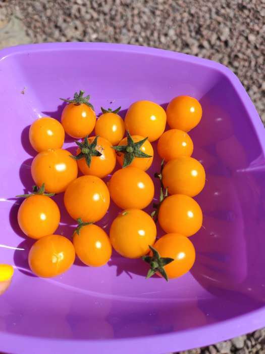 Фотография покупателя товара Семена Томат "Монеточка", Сем. Алт, ц/п, детерминантный, среднерослый, 0,05 г - Фото 5