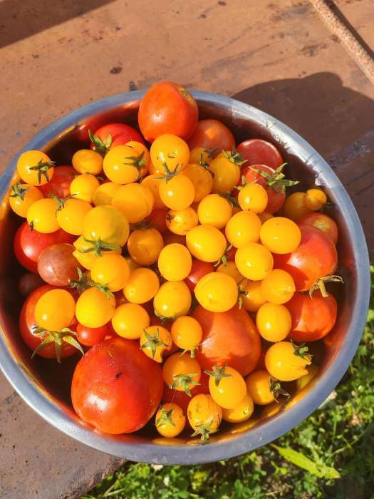 Фотография покупателя товара Семена Томат "Монеточка", Сем. Алт, ц/п, детерминантный, среднерослый, 0,05 г - Фото 6