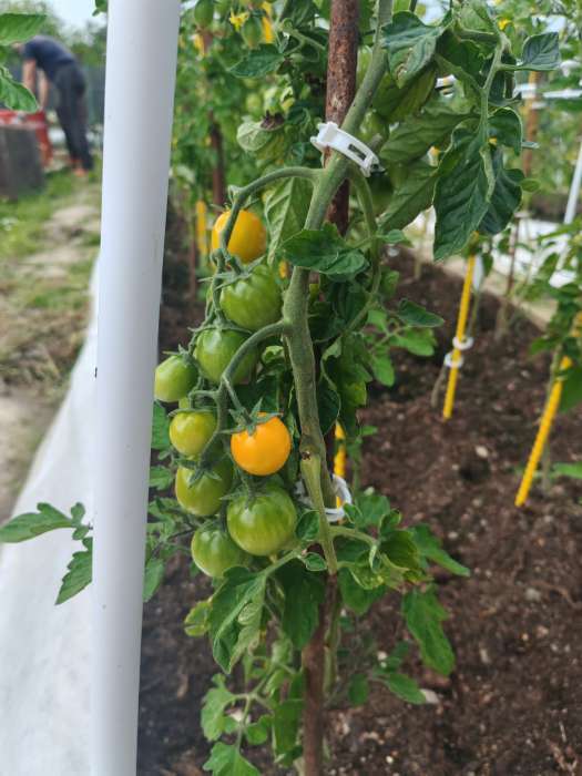 Фотография покупателя товара Семена Томат "Монеточка", Сем. Алт, ц/п, детерминантный, среднерослый, 0,05 г - Фото 4