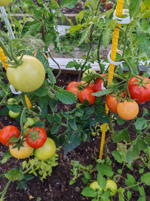 Фотография покупателя товара Семена Томат "Большая мамочка", очень ранний, детерминантный,низкорослый,0,05 г - Фото 2