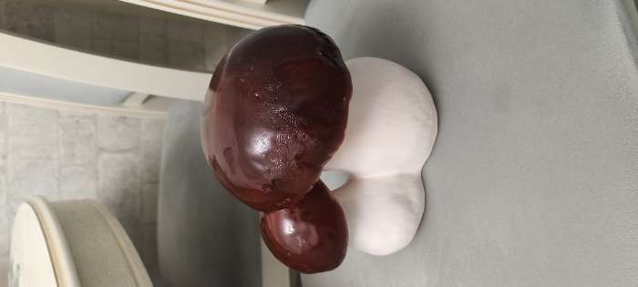 Фотография покупателя товара Садовая фигура "Пара белых грибов", керамика, 18х14х18 см - Фото 1