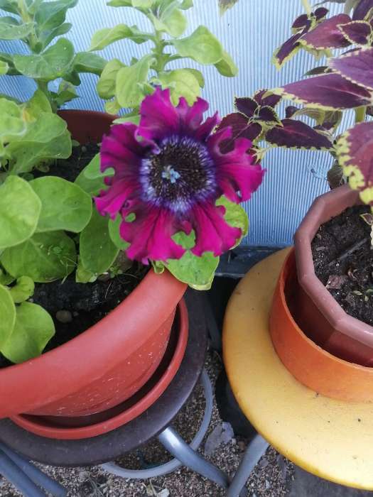 Фотография покупателя товара Семена цветов Петуния «Штрихи к портрету», О, 10 шт. - Фото 1