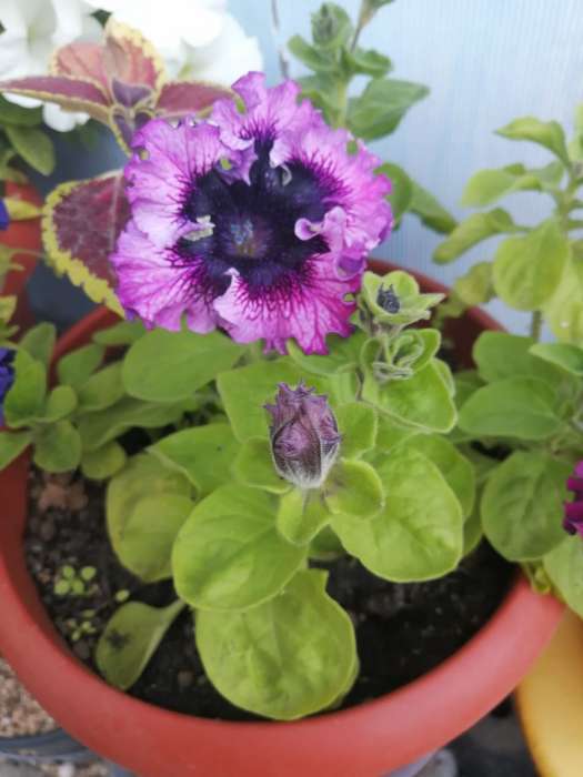 Фотография покупателя товара Семена цветов Петуния «Штрихи к портрету», О, 10 шт. - Фото 2