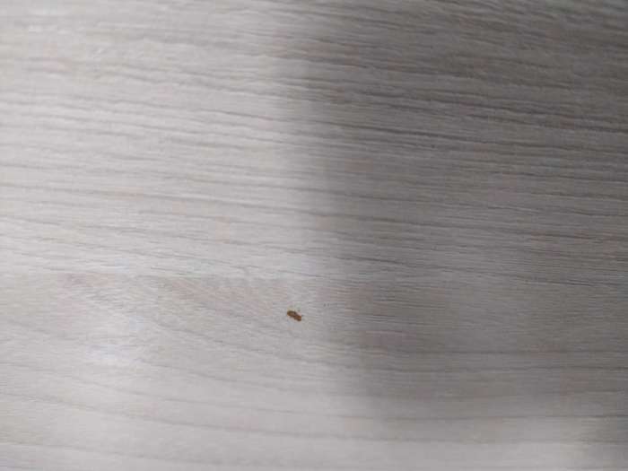 Фотография покупателя товара Шкаф двухстворчатый «Клик Мебель. Герда», 5 полок, 800×450×2100 мм, цвет ясень шимо светлый/тёмный - Фото 53