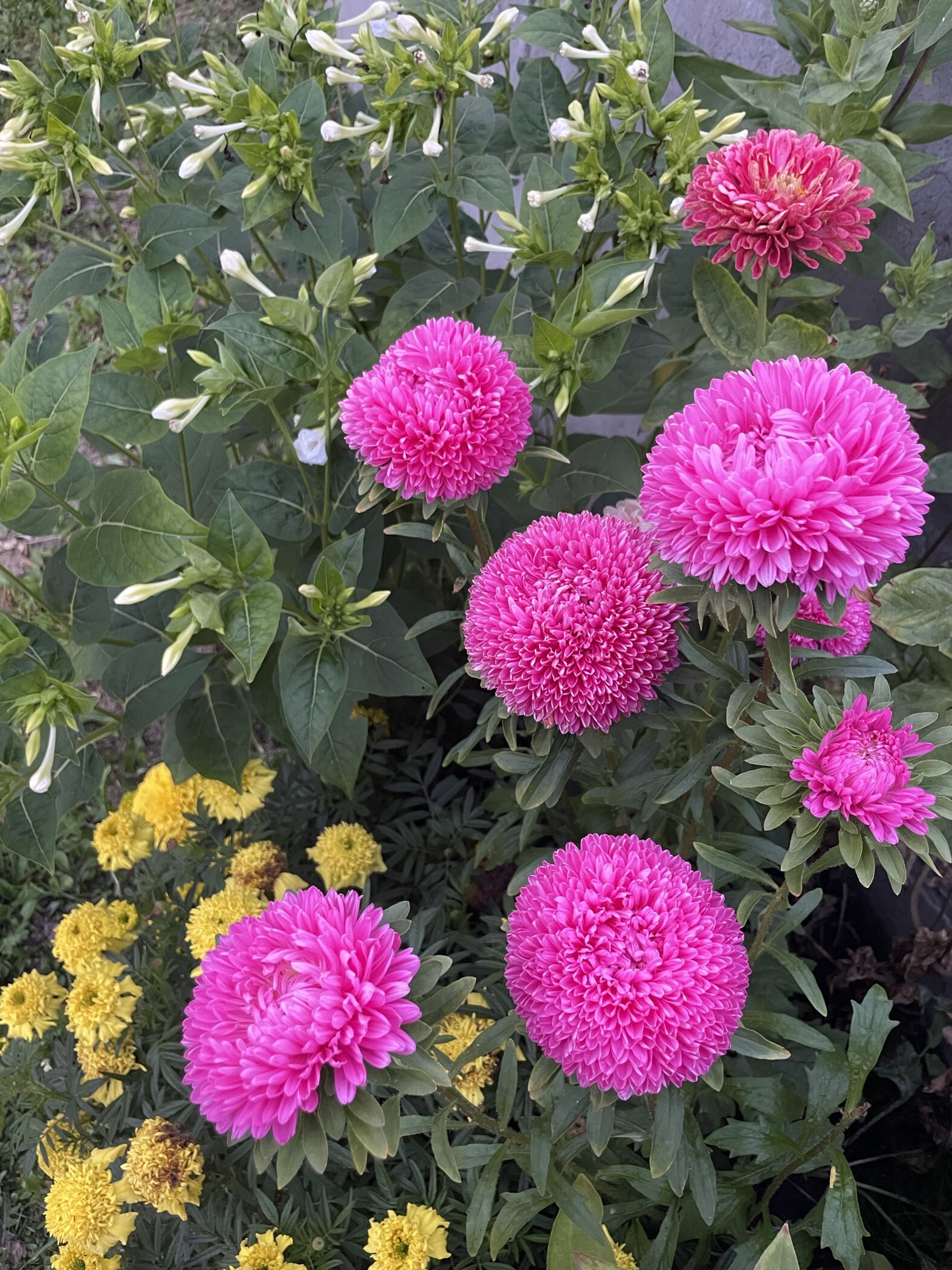 Фотография покупателя товара Семена цветов Астра густомахровая "Баллон розовый", ц/п,  однолетняя, 0,05 г - Фото 2