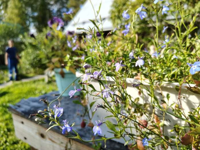 Фотография покупателя товара Семена цветов Лобелия длинночерешковая «Жемчужная нить», 0.05 г, «Гавриш» - Фото 1