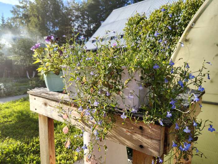 Фотография покупателя товара Семена цветов Лобелия длинночерешковая «Жемчужная нить», 0.05 г, «Гавриш» - Фото 2