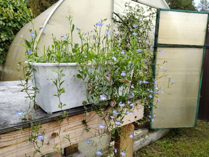 Фотография покупателя товара Семена цветов Лобелия длинночерешковая «Жемчужная нить», 0.05 г, «Гавриш» - Фото 3