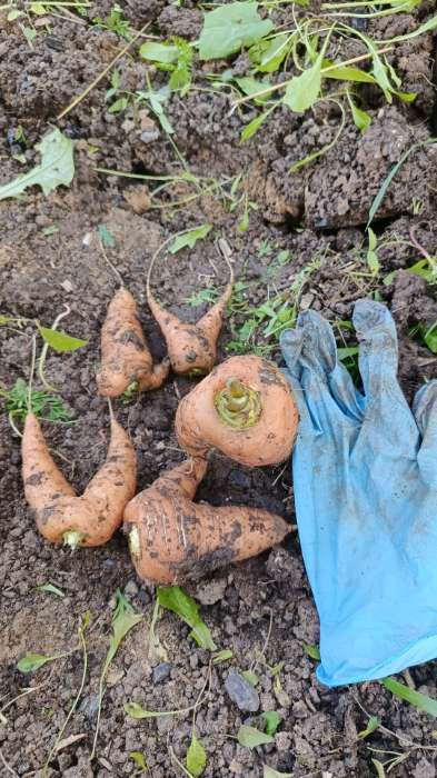 Фотография покупателя товара Семена Морковь Шантане Роял среднеранняя, 2г - Фото 1