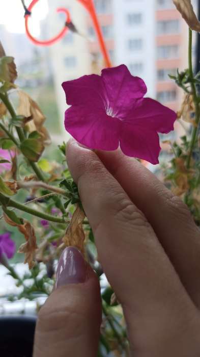 Фотография покупателя товара Семена цветов Петуния "Стар", микс, 0,05г - Фото 6