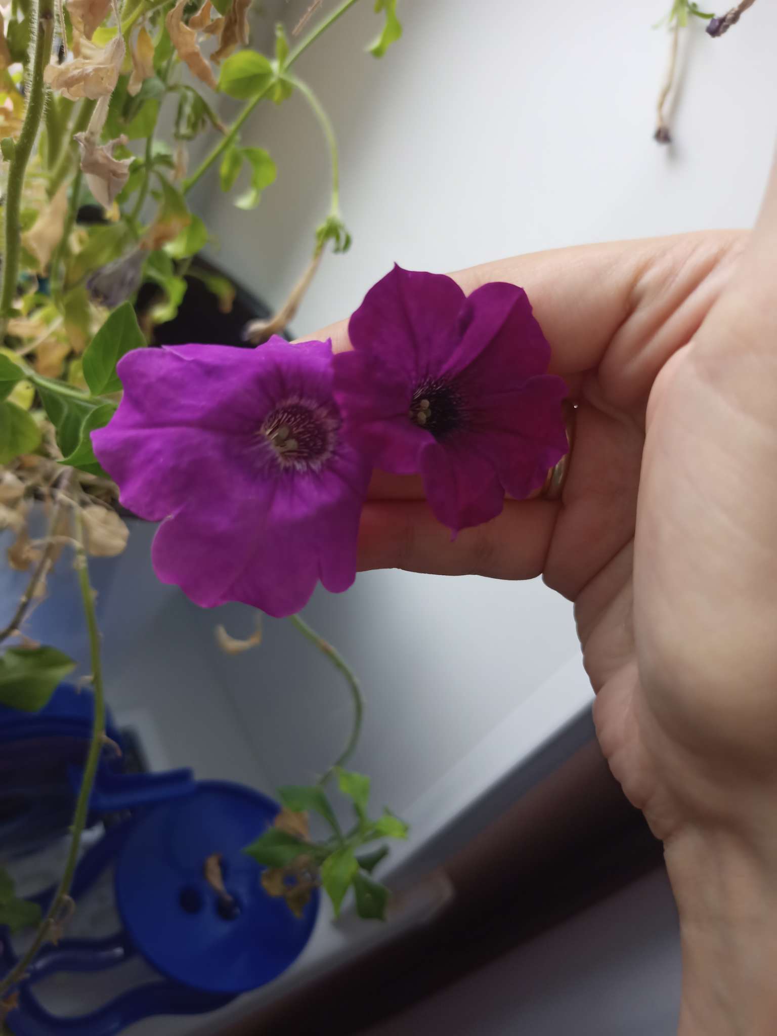 Фотография покупателя товара Семена цветов Петуния "Стар", микс, 0,05г - Фото 7