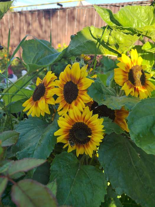 Фотография покупателя товара Семена цветов Подсолнечник низкорослый "Бамбино", микс, 0,5 г - Фото 1
