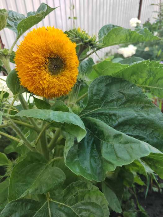 Фотография покупателя товара Семена Цветов Подсолнечник Медвежонок, 10 шт - Фото 5