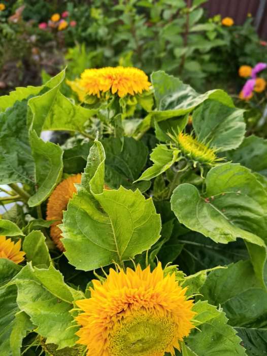 Фотография покупателя товара Семена Цветов Подсолнечник Медвежонок, 10 шт - Фото 6