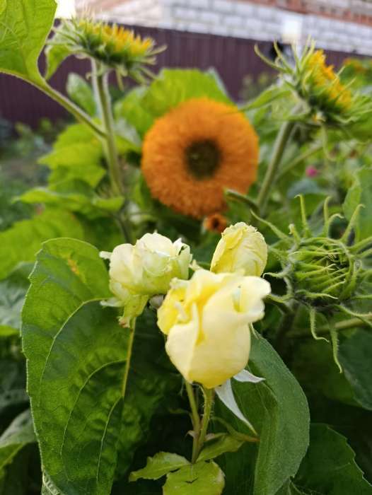 Фотография покупателя товара Семена Цветов Подсолнечник Медвежонок, 10 шт - Фото 3