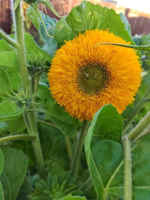 Фотография покупателя товара Семена Цветов Подсолнечник Медвежонок, 10 шт - Фото 4