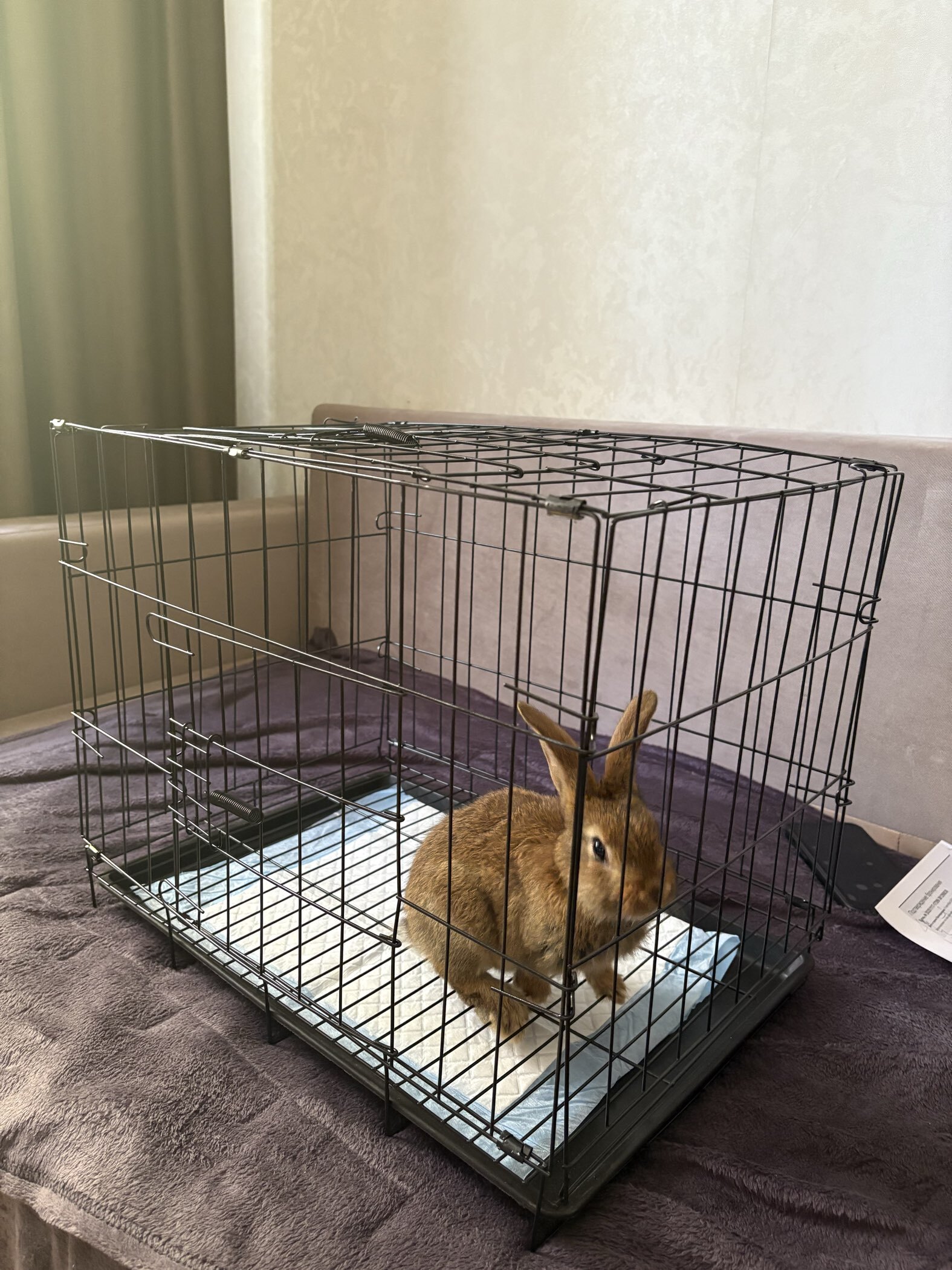 Фотография покупателя товара Клетка для собак 51×35×41 см, черная - Фото 3