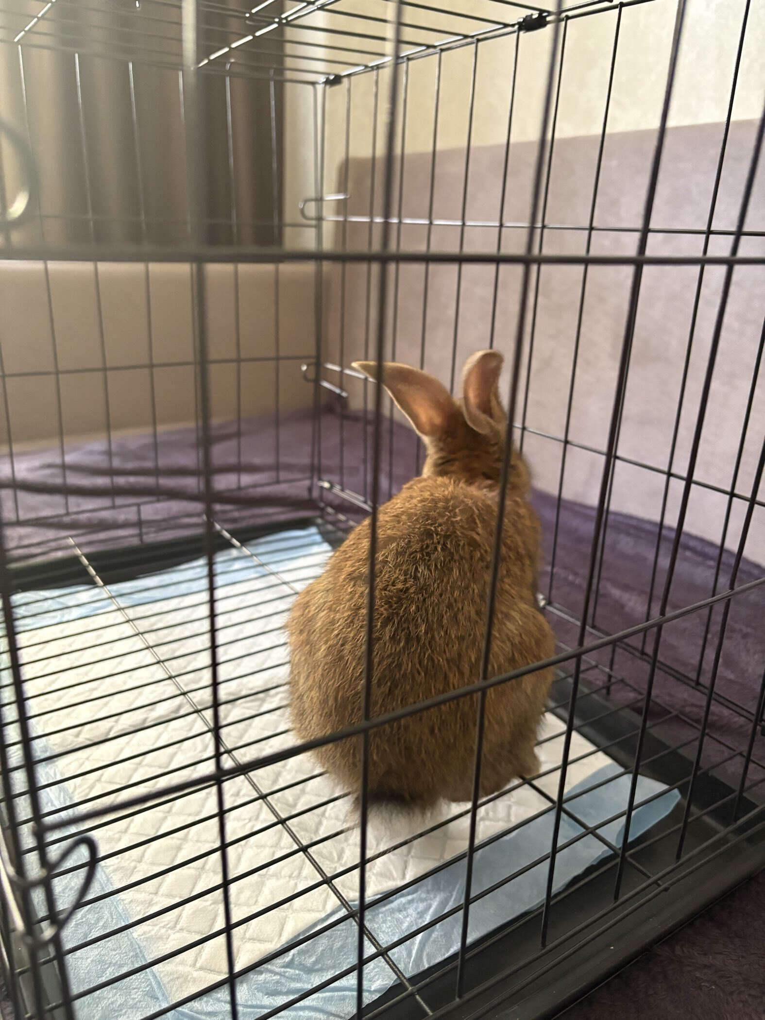 Фотография покупателя товара Клетка для собак 51×35×41 см, черная - Фото 4