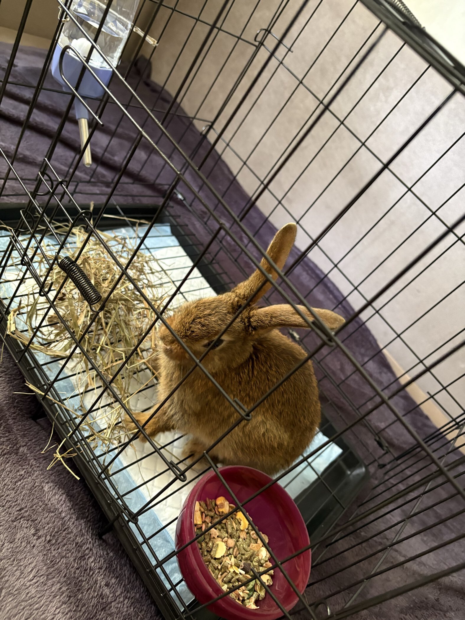 Фотография покупателя товара Клетка для собак 51×35×41 см, черная - Фото 5