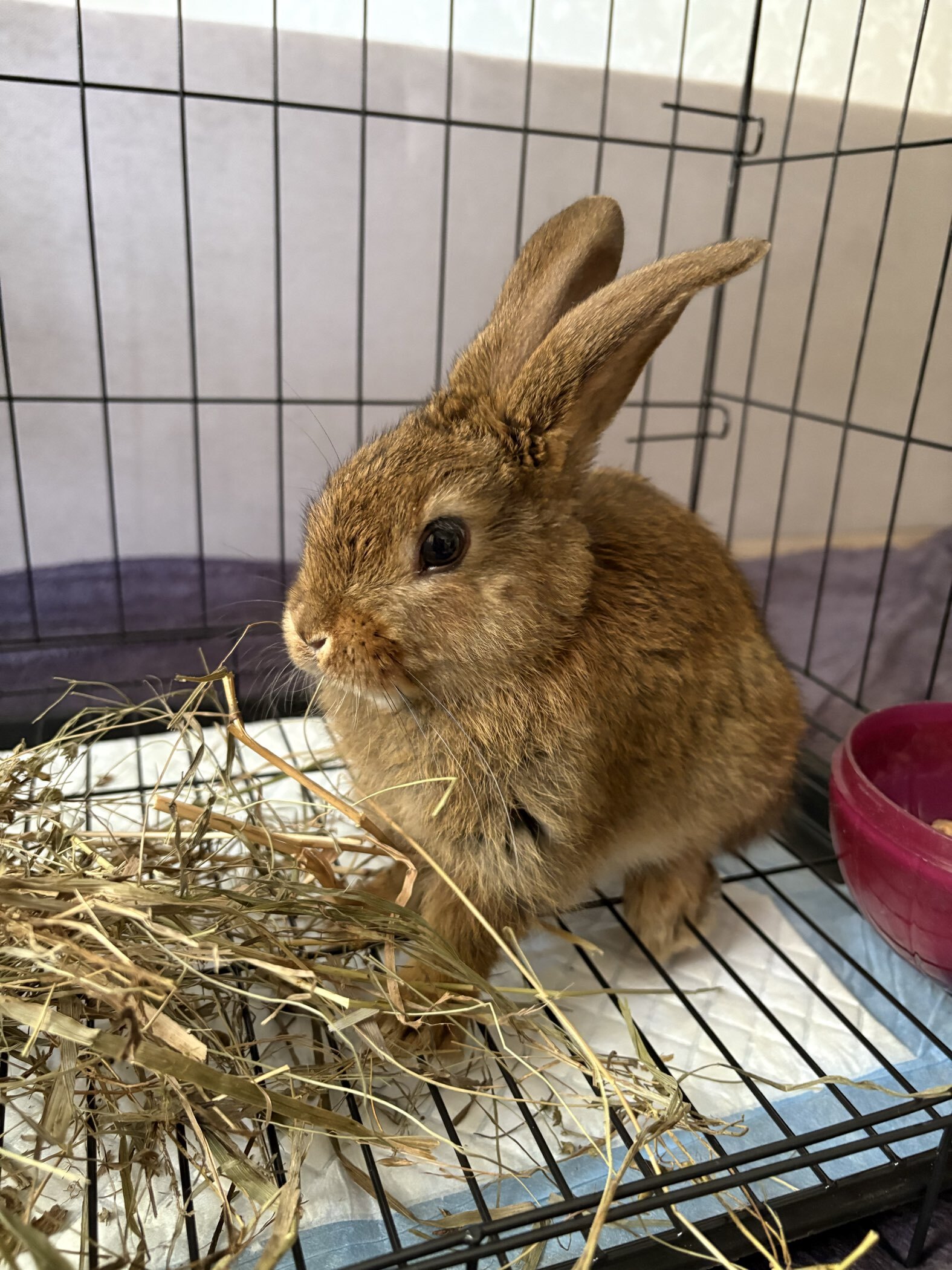 Фотография покупателя товара Сено луговое «Пижон» для грызунов, 20 л, 500 г - Фото 1