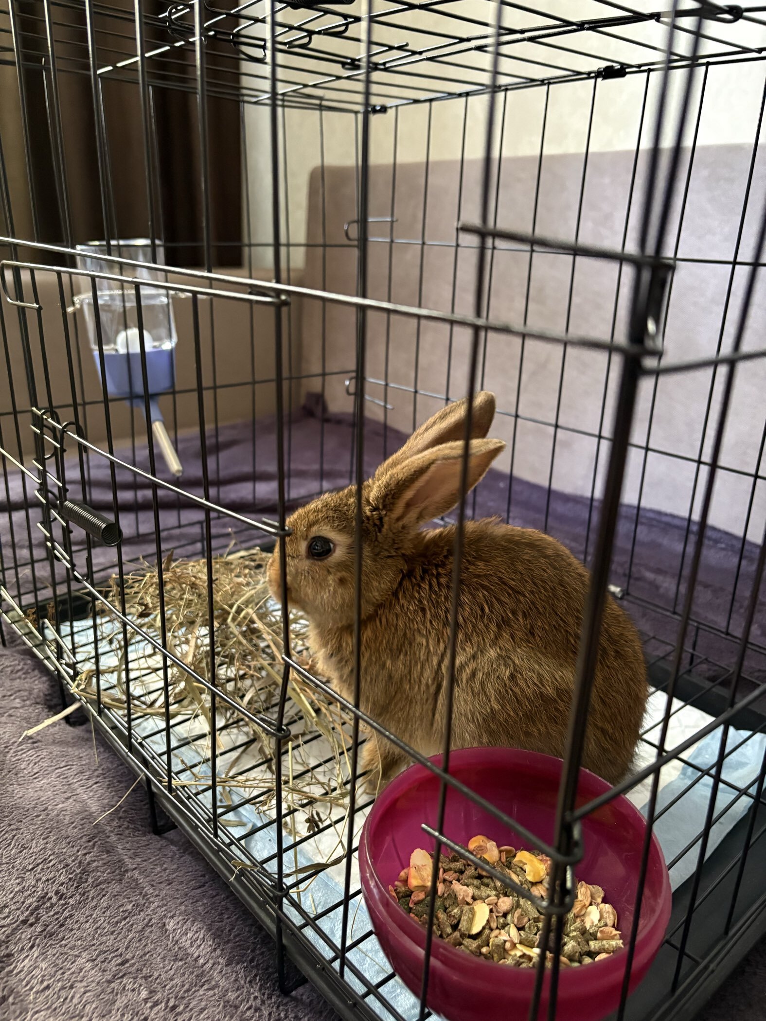 Фотография покупателя товара Сено луговое «Пижон» для грызунов, 20 л, 500 г - Фото 2