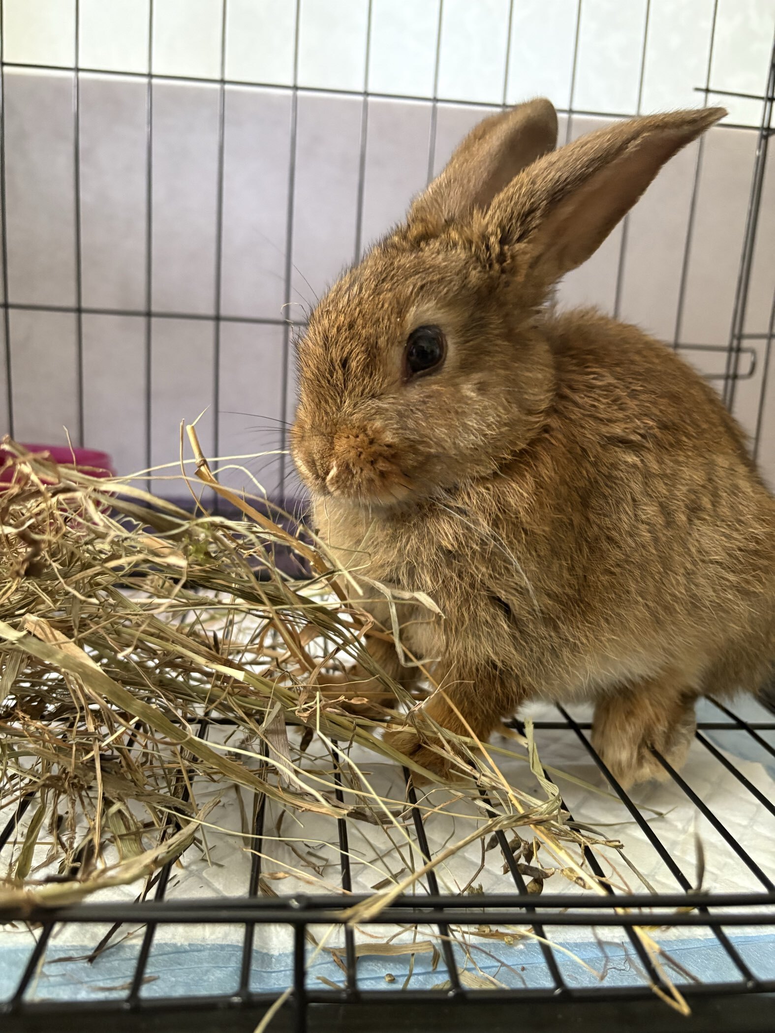 Фотография покупателя товара Сено луговое «Пижон» для грызунов, 20 л, 500 г - Фото 3