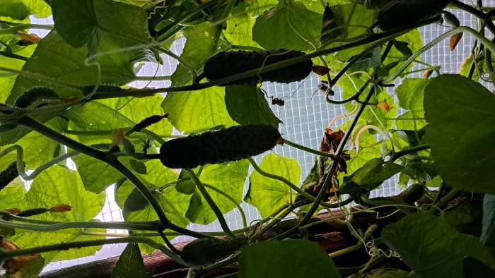 Фотография покупателя товара Семена Огурец "Шопа", Сем. Алт, ц/п, 5 шт. - Фото 2