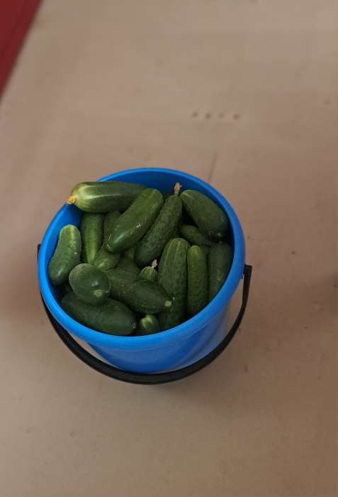 Фотография покупателя товара Семена Огурец "Шопа", Сем. Алт, ц/п, 5 шт. - Фото 1