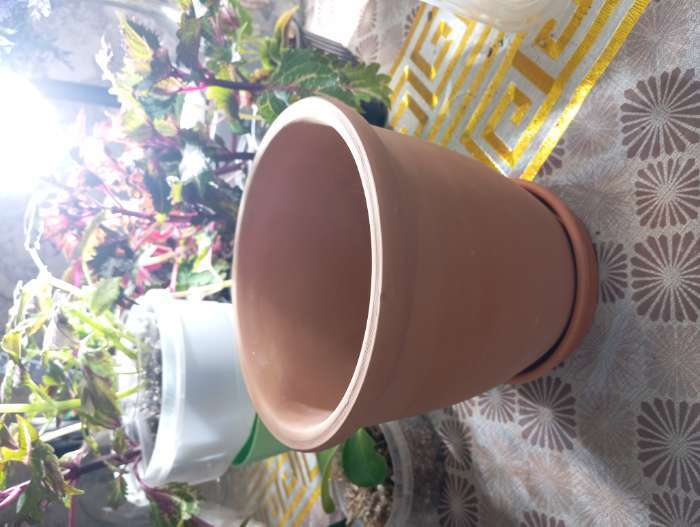 Фотография покупателя товара Горшок для цветов «Терра», 3.4 л, d=18.5 см, h=19 см, керамика, с поддоном, цвет терракот - Фото 1