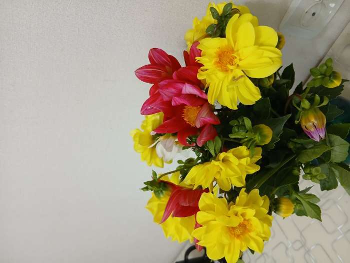 Фотография покупателя товара Семена цветов Георгина "Василиса", ц/п,  0,3 г - Фото 2