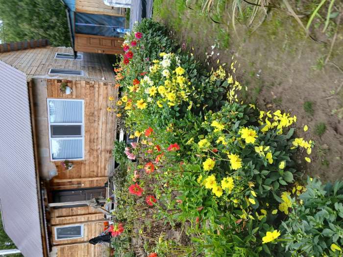 Фотография покупателя товара Семена цветов Георгина "Василиса", ц/п,  0,3 г - Фото 1