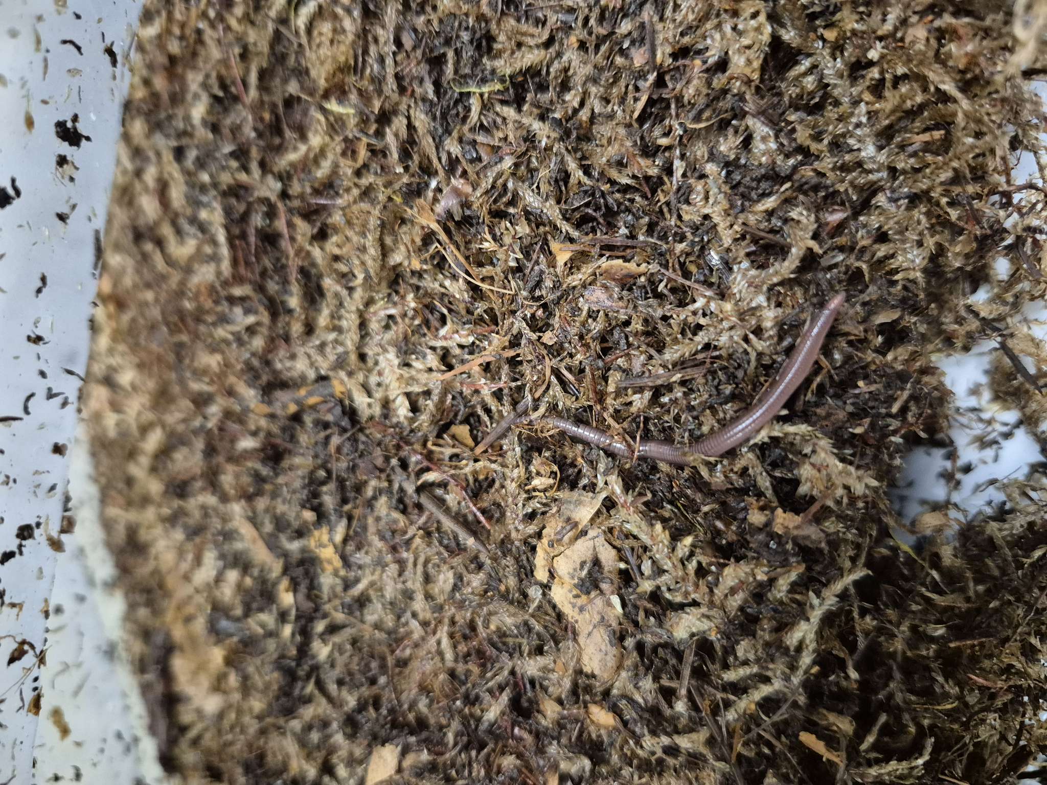 Фотография покупателя товара Мох сфагнум «Рецепты Дедушки Никиты» 10 л. - Фото 46