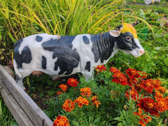 Фотография покупателя товара Садовая фигура из полистоуна «Корова», 79×26×50 см - Фото 1