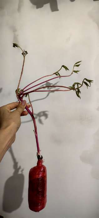 Фотография покупателя товара Пион древовидный двухцветный "Ред виз Пинк", туба, 1 шт, Весна 2025 - Фото 1