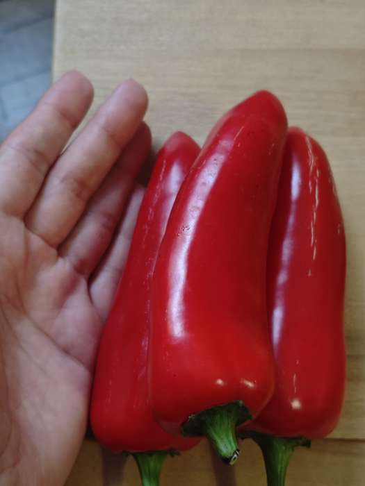 Фотография покупателя товара Семена Перец сладкий "Эксклюзив", F1, 10 шт - Фото 1