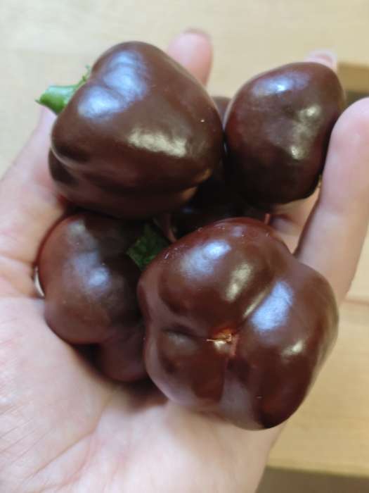 Фотография покупателя товара Семена Перец сладкий «Трюфелек Шоколадный », F1, 8 шт., «Русский огород» - Фото 4