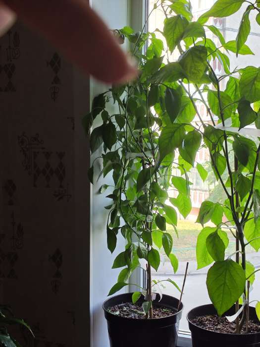 Фотография покупателя товара Семена Перец сладкий «Трюфелек Шоколадный », F1, 8 шт., «Русский огород» - Фото 1