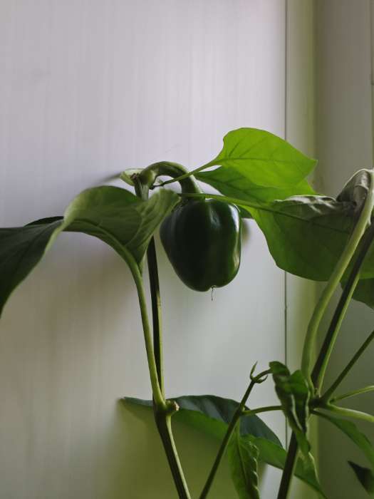 Фотография покупателя товара Семена Перец сладкий «Трюфелек Шоколадный », F1, 8 шт., «Русский огород» - Фото 2