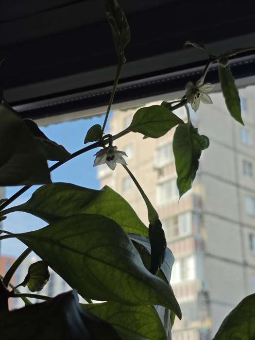 Фотография покупателя товара Семена Перец сладкий «Трюфелек Шоколадный », F1, 8 шт., «Русский огород» - Фото 3