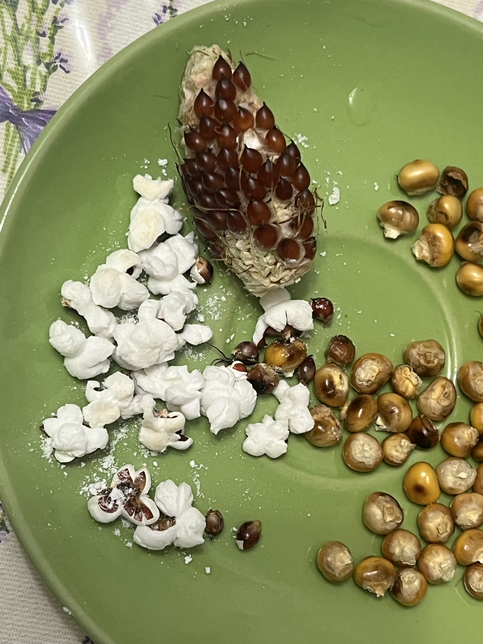 Фотография покупателя товара Семена Кукуруза сахарная «Клубничный попкорн», 5 шт., раннеспелая, «Аэлита» - Фото 5