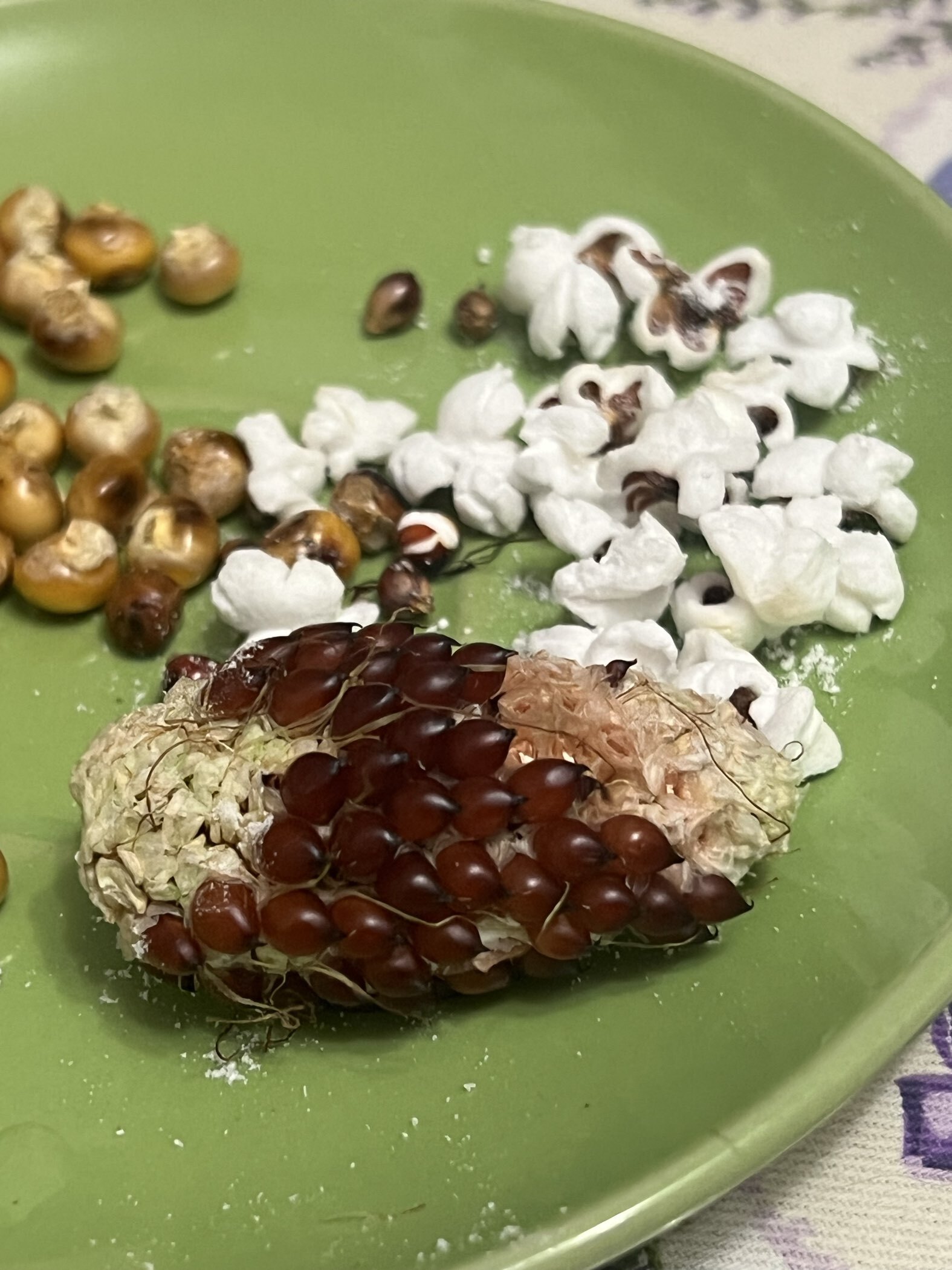 Фотография покупателя товара Семена Кукуруза сахарная «Клубничный попкорн», 5 шт., раннеспелая, «Аэлита» - Фото 6