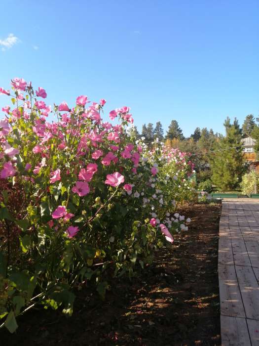 Фотография покупателя товара Семена цветов Лаватера "Новый свет", ц/п, смесь, О, 0,3 г серия ХИТ х3 - Фото 1