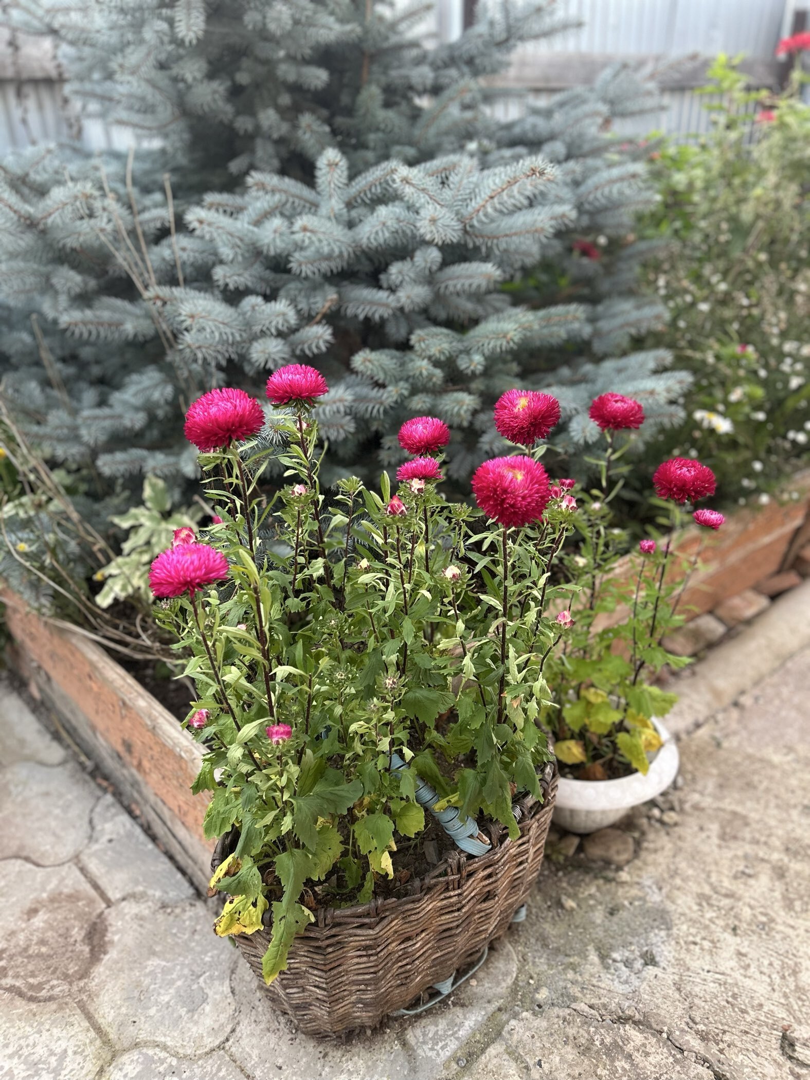 Фотография покупателя товара Семена цветов Астра "Гигант бордо", ц/п, однолетняя, серия Русский богатырь, 0,05 г - Фото 1