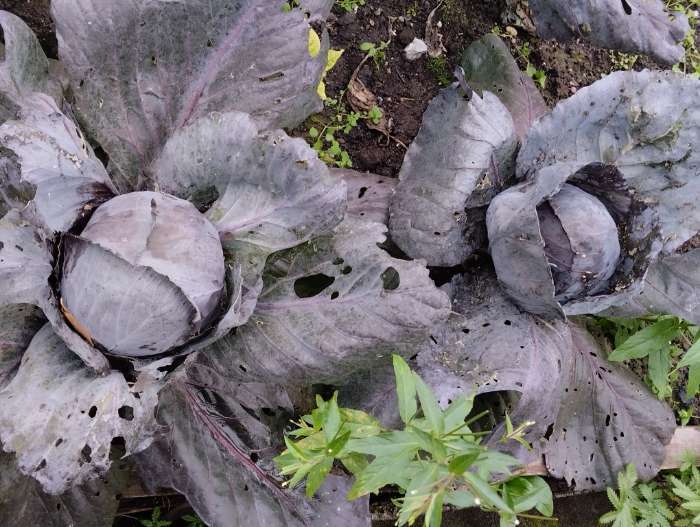 Фотография покупателя товара Семена Капуста краснокочанная "Поздняя красавица", 0,5г - Фото 2