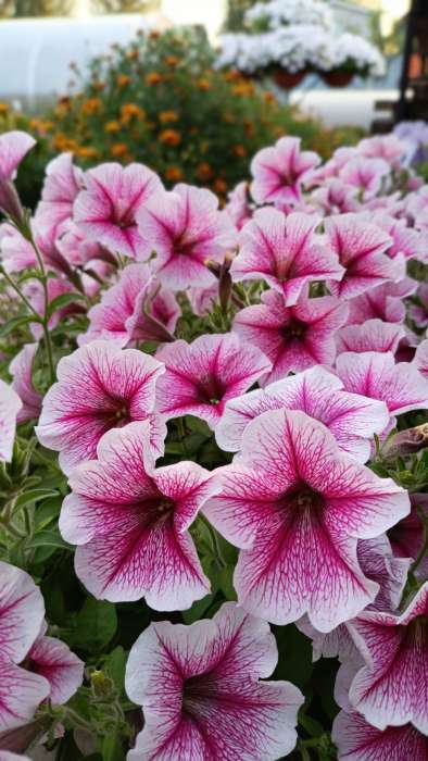 Фотография покупателя товара Семена цветов петуния каскадная «Опера Суприм Распберри Айс F1», 3 драже - Фото 3